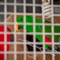 Seashells Beach Hotel Parrots